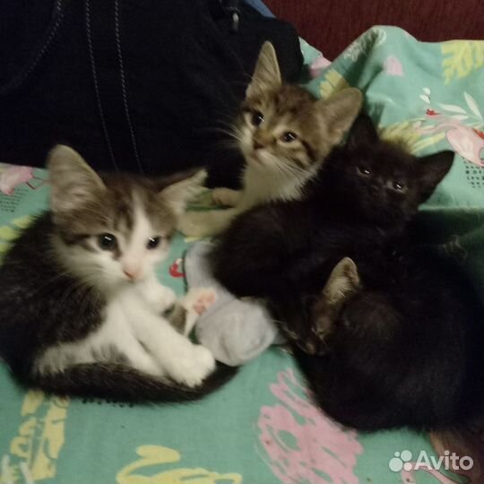 Котята, 1.5 мес