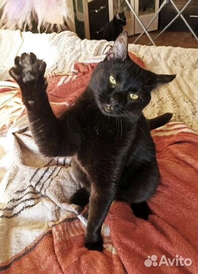 Грациозная и изящная красавица Герда в дар