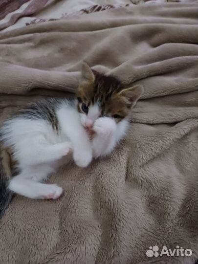 Котята в добрые руки приучены к лотку