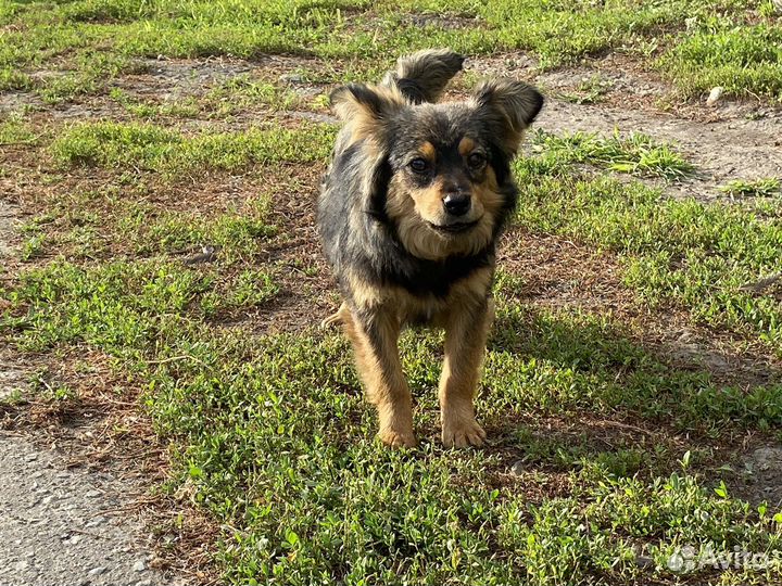 Собака в добрые руки