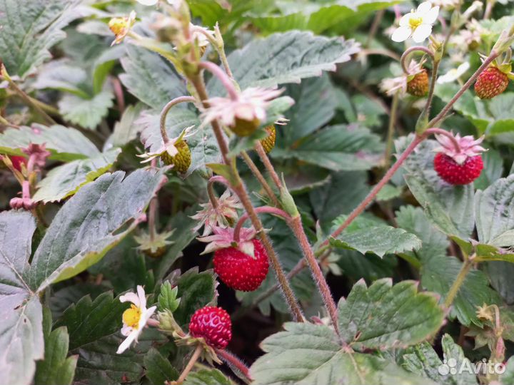 Ремонтантная земляника (усики)