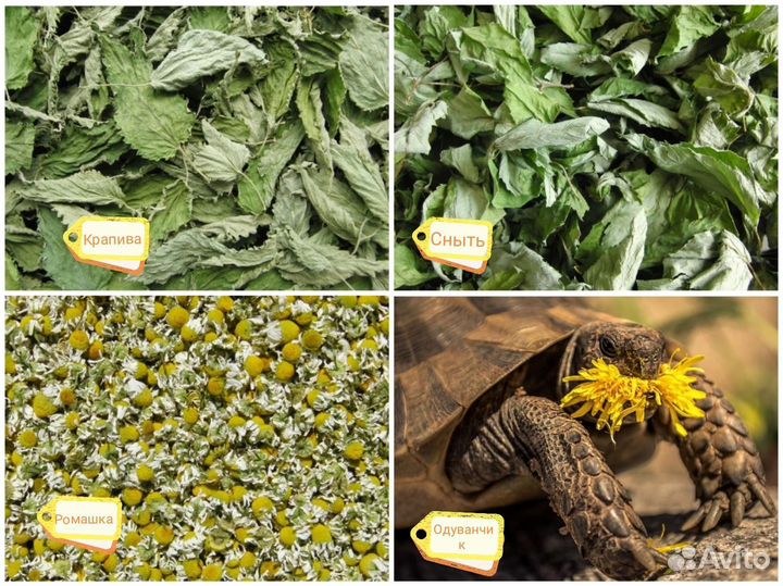 Травы, корм для черепах