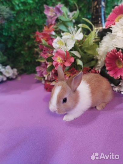 Карликовые мини кролики напрямую от заводчика