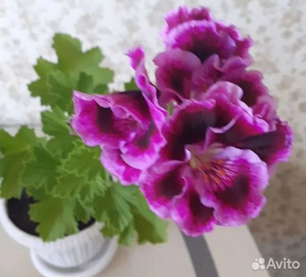 Королевская пеларгония герань