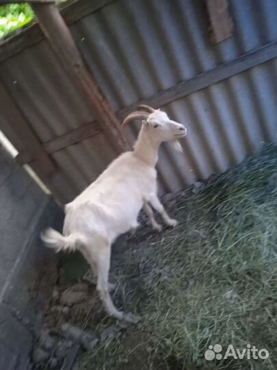 Козы дойные