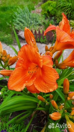 Лилейники сортовые