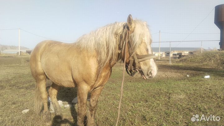 Конь жеребец