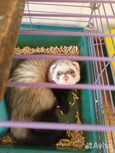 Хорек вязка