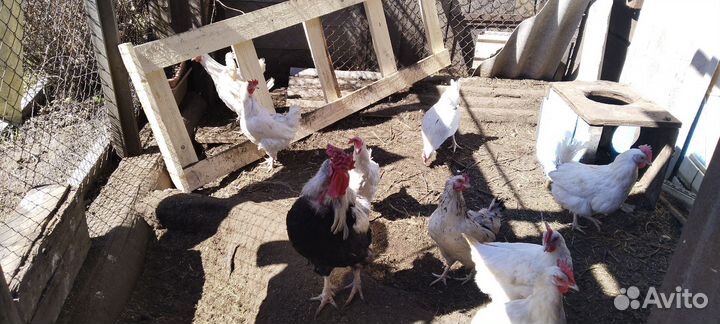 Молодые петухи