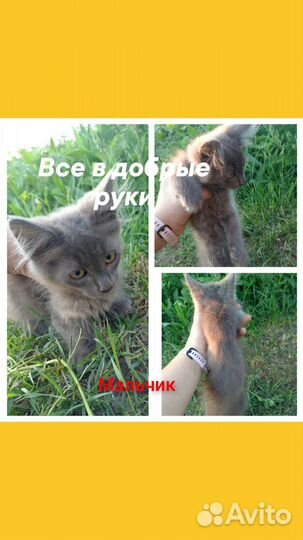 Кошка в дар бесплатно