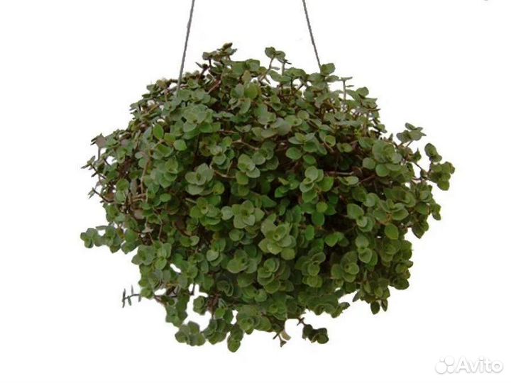 Коллизия зеленая и желтая