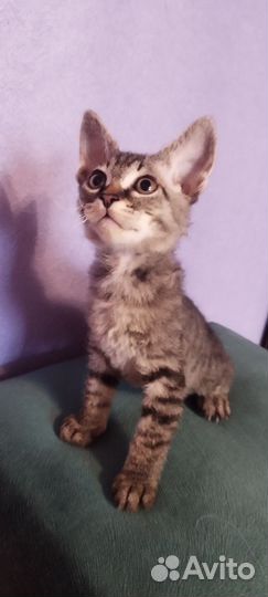 Донской сфинкс котята