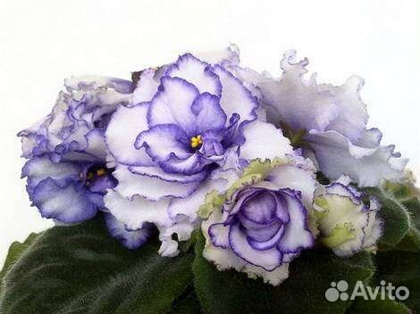 Детка сортовой фиалки 