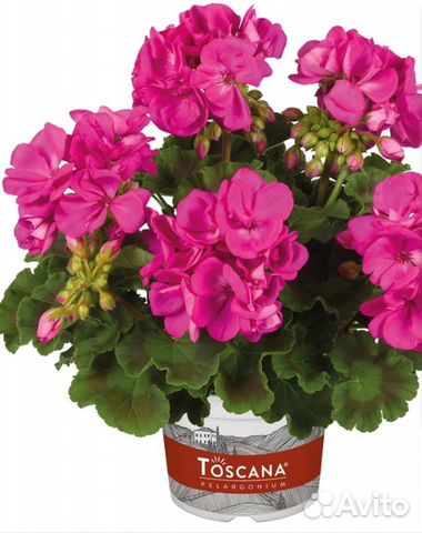 Пеларгония герань сортовая