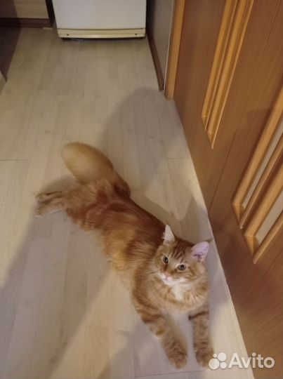 Мейн-кун вязка