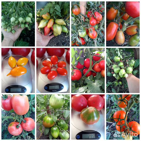 Семена коллекционных сортов томатов