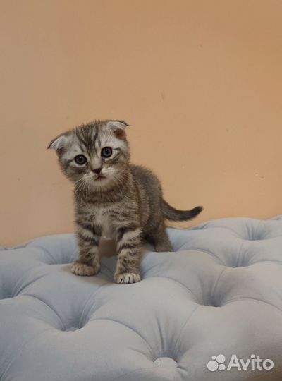 Шотландская