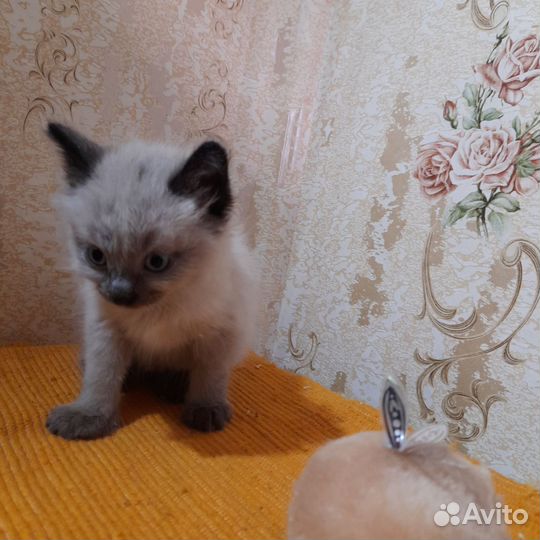 Котятки в добрые руки