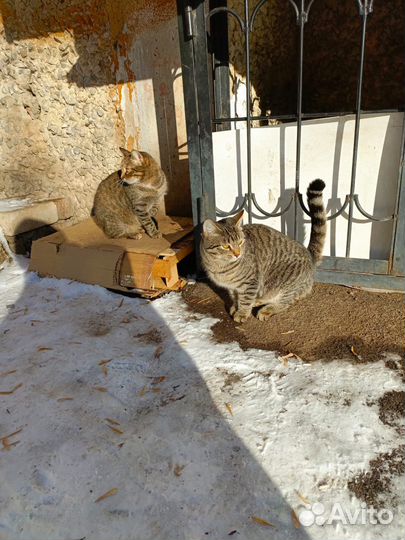 Кот в добрые руки