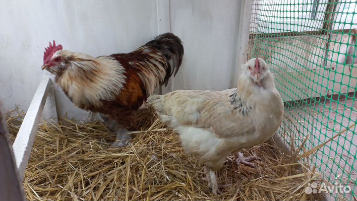 Инкубационное яйцо и цыплята мясо-яичных пород кур