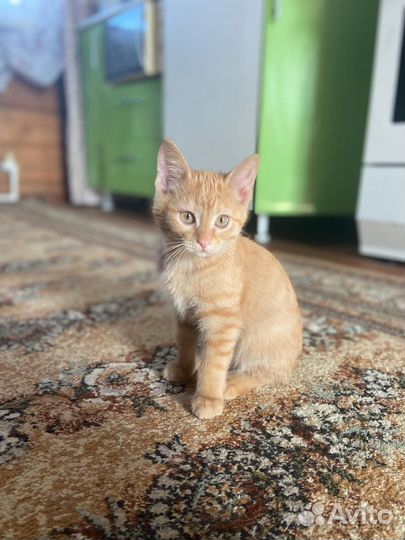 Кошка в дар бесплатно