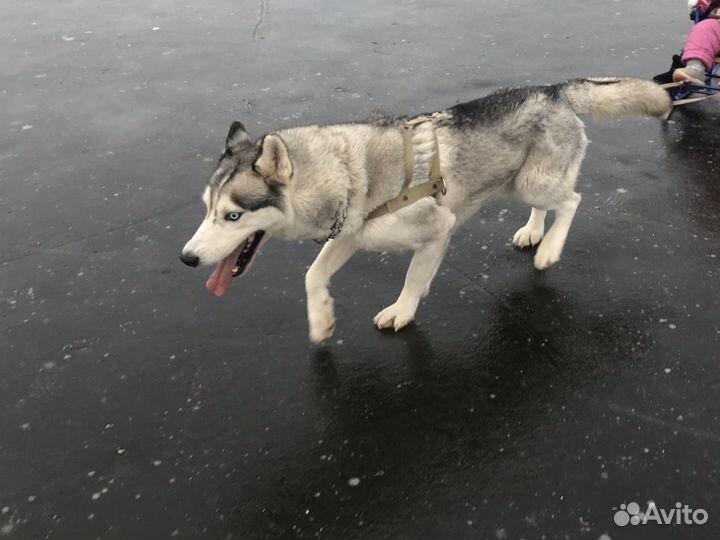 Кобель на вязку