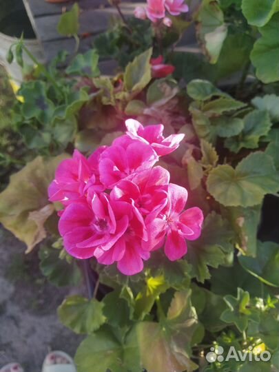 Пеларгонии