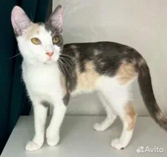 Котенок ориэнталка