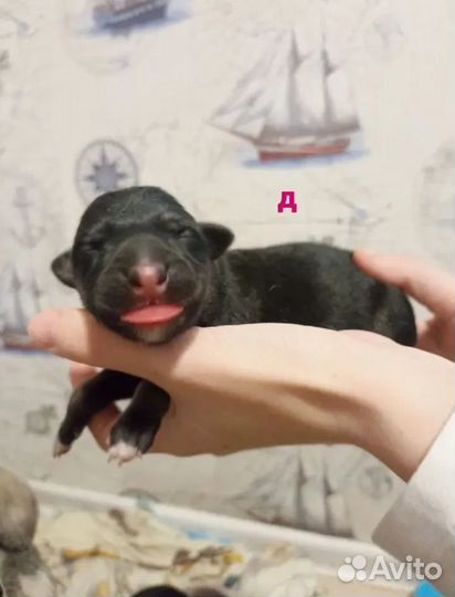 Щенки немецкой овчарки