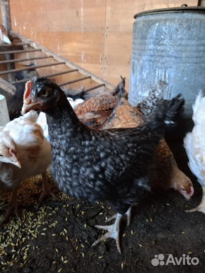 Цыплята,Курочки молодки