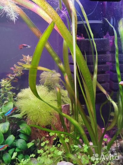 Живые аквариумные растения. Улитка Хелена