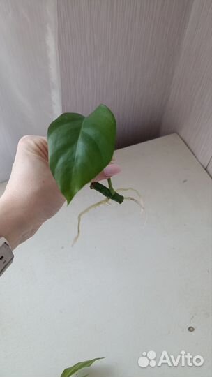 Рафидофора (монстера минима)