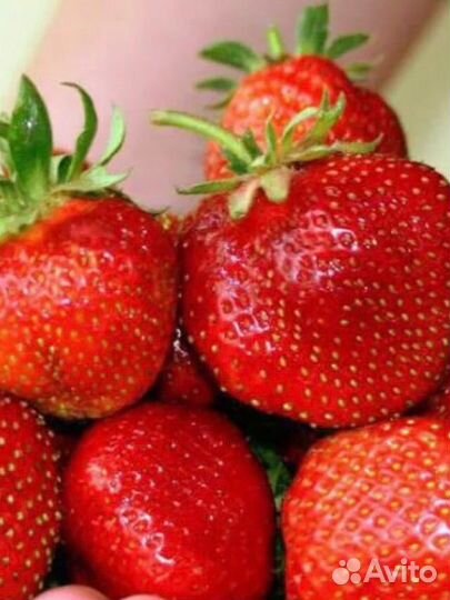 Продажа клубники фриго