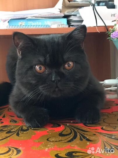 Отдам кота в добрые руки