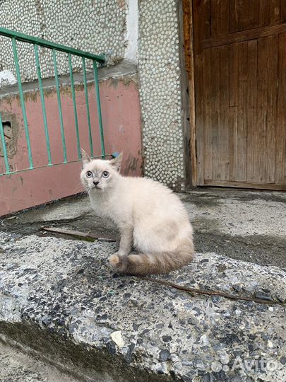 Сибирская кошка