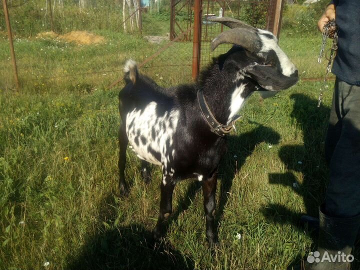 Козел, козлята