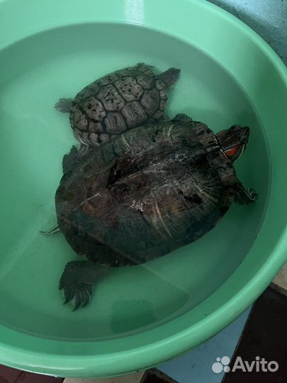 Красноухая черепаха