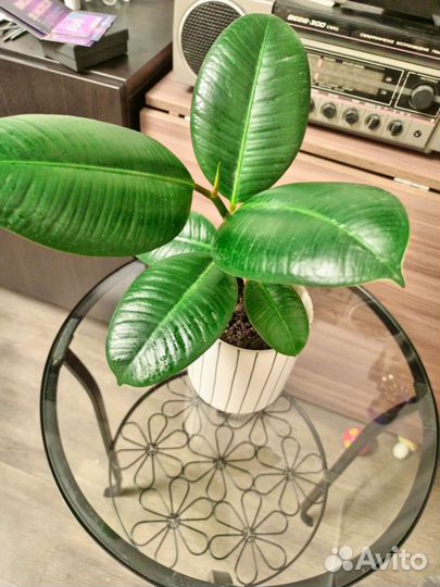 Фикус уже вырос