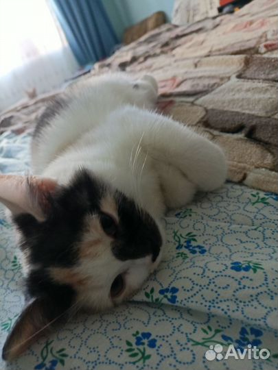 Кошка в дар