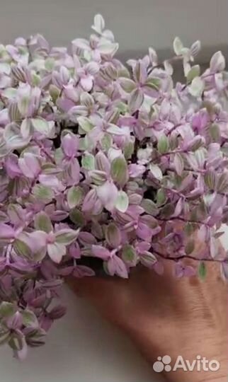 Традесканция каллизия (Розовая Пантера) и Зебрина