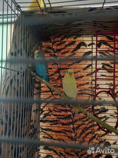 Волнистые попугаи молодые 65-75 дней