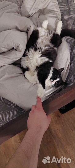 Ветеринарный врач диетолог