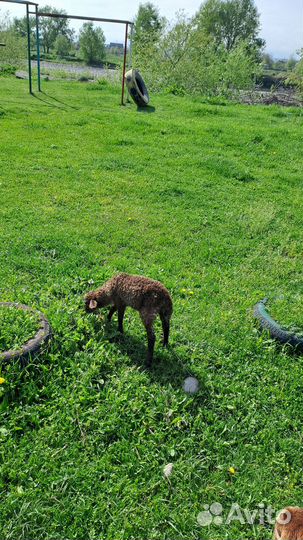 Овцы бараны ягнята