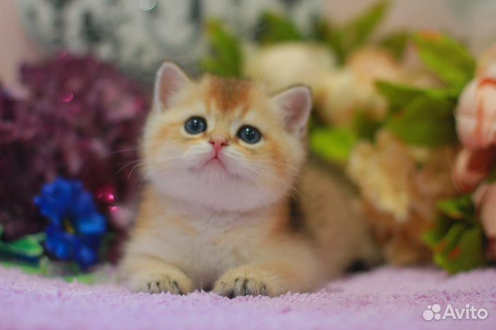 Плюшевый золотой котик с документами