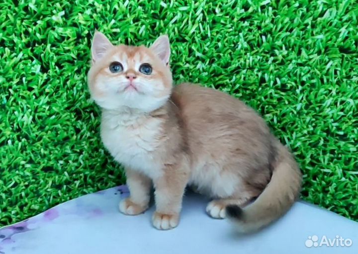 Британка ny12