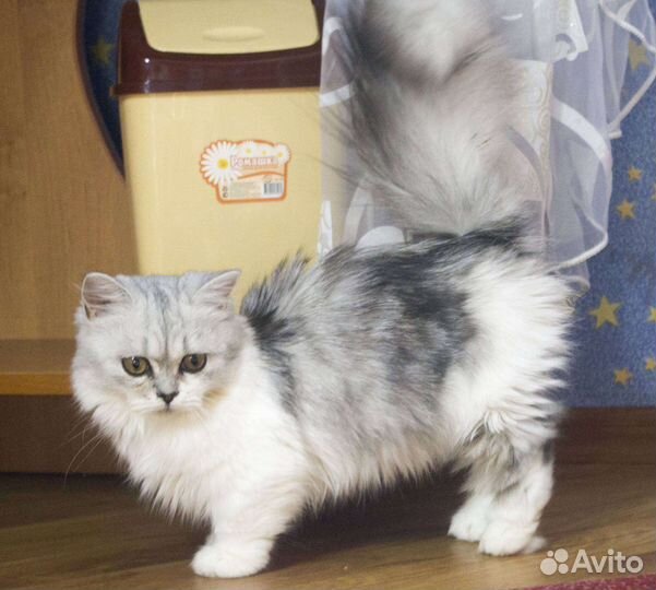 Котята Манчкин