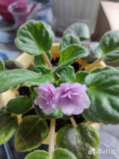 Фиалки сортовые