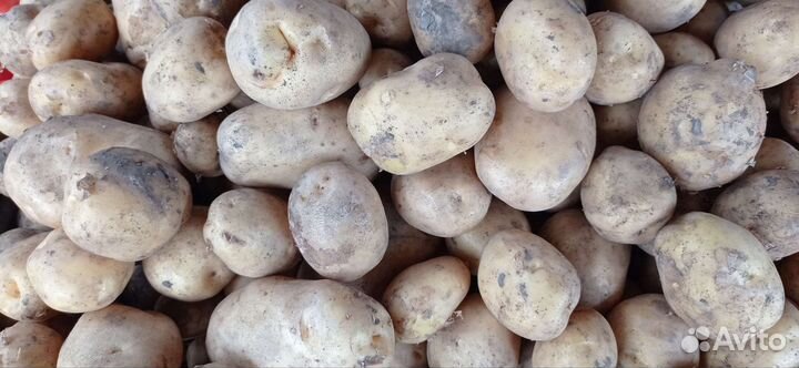 Оптовые поставщики овощей