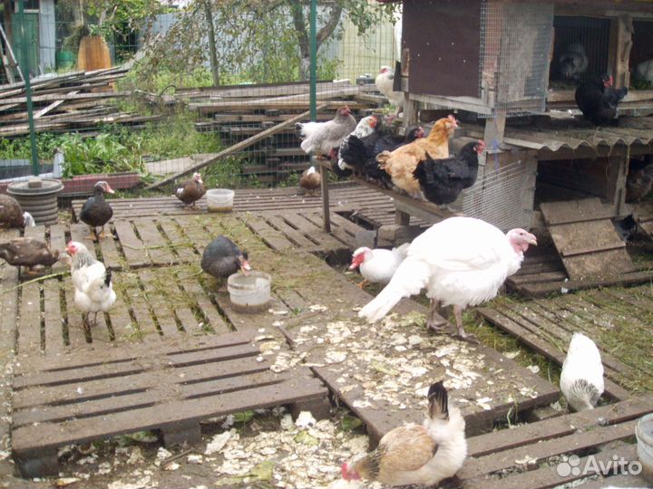 Утки, индоутки