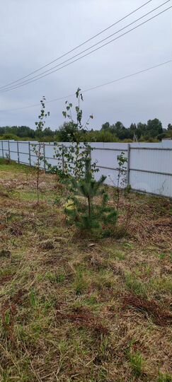 Участок 17 сот. (СНТ, ДНП)